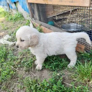 Fajtatiszta Golden Retriever jellegű kiskutyák