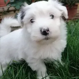 Bichon Havanese Bichon Havanese