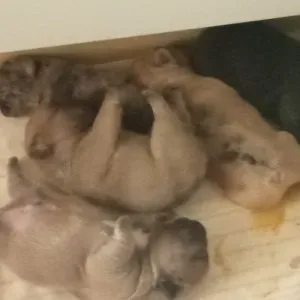 Francia bulldog kiskutyák előjegyezhetőek
