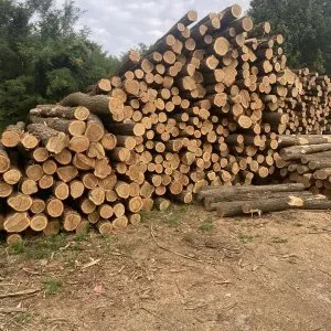 Erdészet Minőségi tűzifa Rendelhető Erdészet Minőségi tűzifa Rendelhető