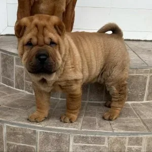 sharpei sharpei