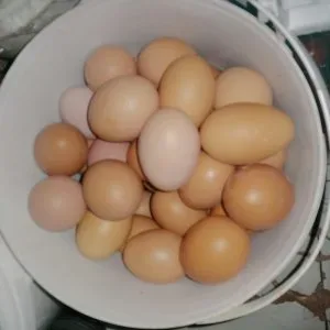 Gyönyörű házi tojás eladó Gyönyörű házi tojás eladó