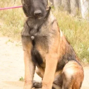 Malinois rovid szőrű belga juhászkutya
