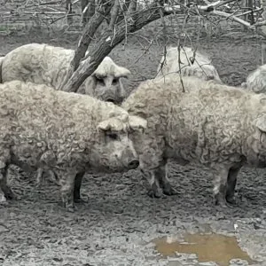 Mangalica