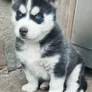 Husky Husky
