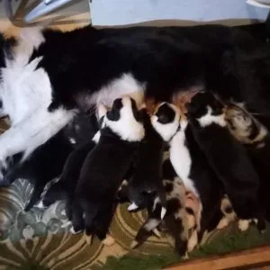 Border collie kiskutyák előjegyezhetőek