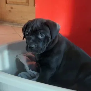 Cane Corso kölykök gazdit keresnek Böhönyén